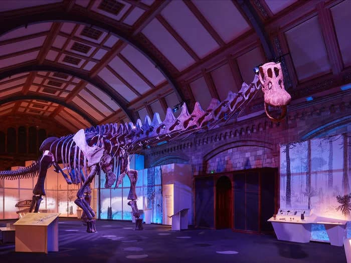 The awe-inspiring titanosaur, one of the biggest dinosaurs that ever lived, goes on display