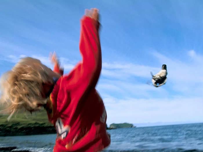 Locals throw baby puffins off clifftops on a remote island in Iceland to help the stray birds take flight