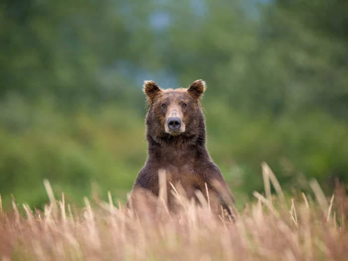 A bear meat vending machine in Japan sells hunks of flesh from locally slaughtered bears for $17 a serving