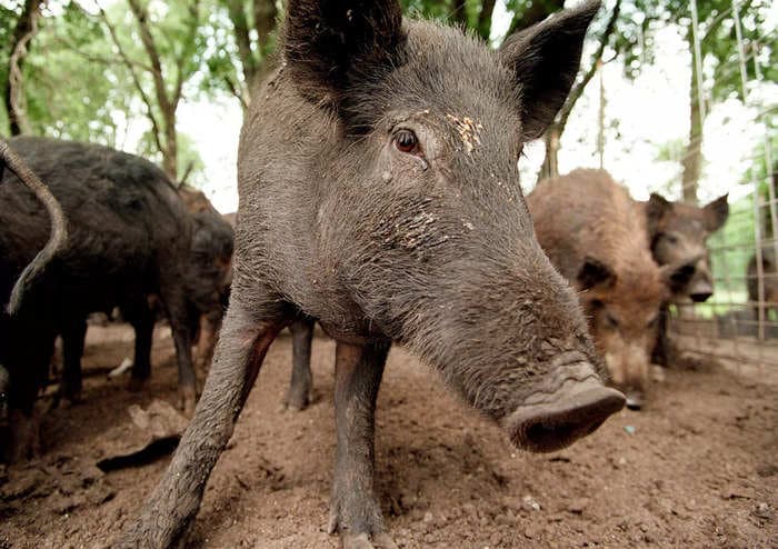 A cross between domestic pigs and wild boars was intentionally bred in Canada. The resulting 'super pigs' escaped captivity and could be invading the US.