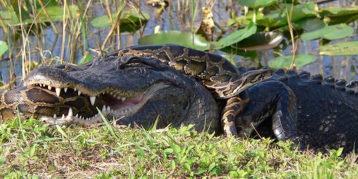 A Florida woman recorded an alligator body-slamming and devouring a python in the Everglades. The two beasts are warring more than ever, a Florida geoscientist says.