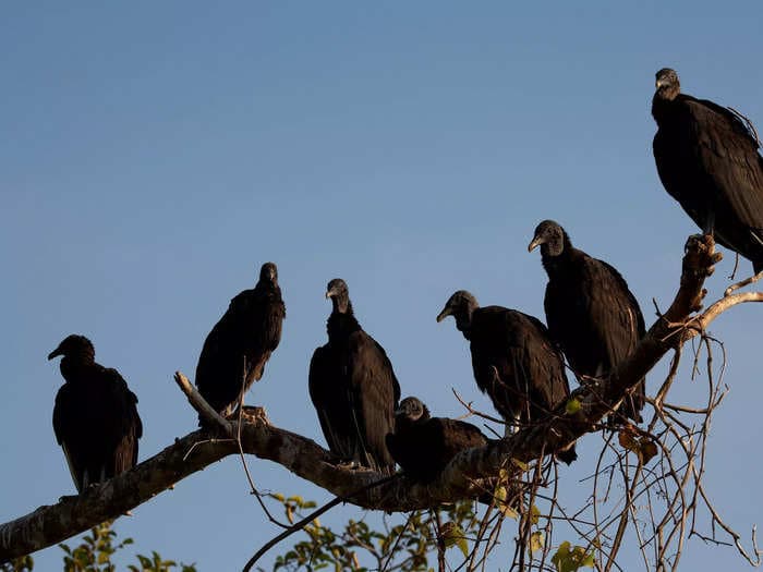 Missing woman adrift on boat defended her dead husband's body from vultures and consumed raw fish and flour to survive