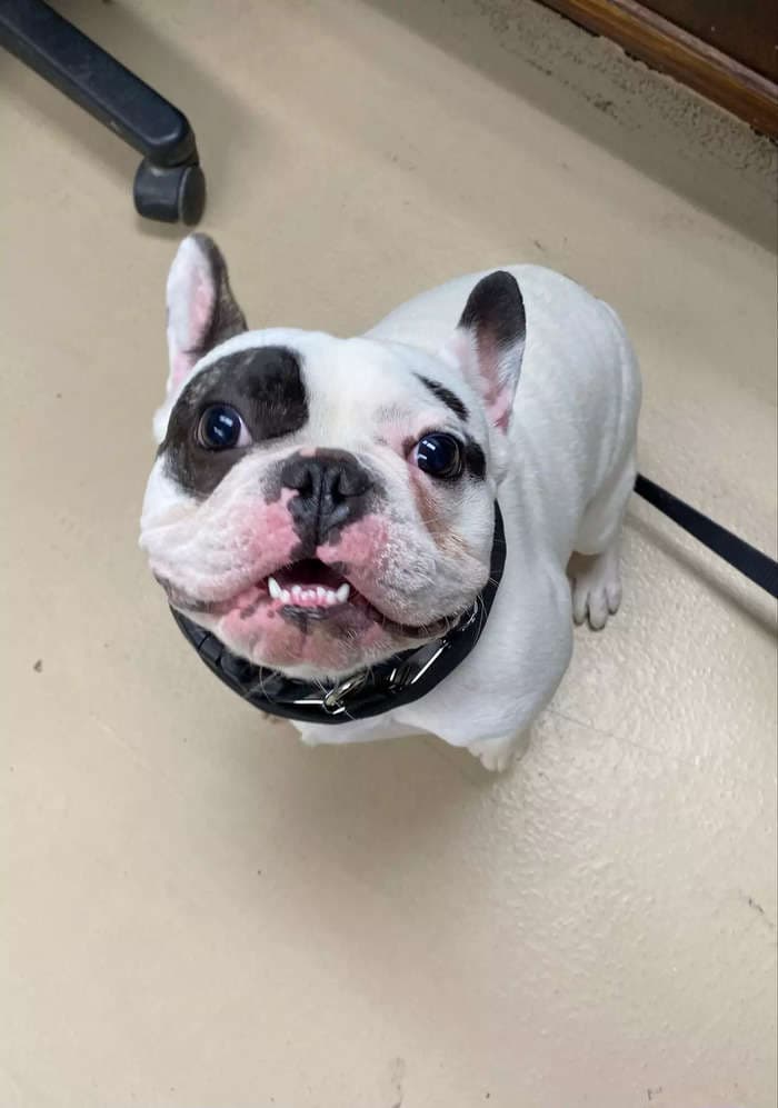 Ralphie, the internet-famous French bulldog once called a 'fire-breathing demon,' seems to have finally found his forever home