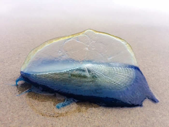 Thousands of blue, jellyfish-looking blobs are washing up on California shores
