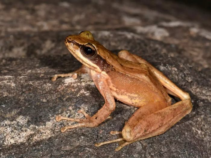 New species of cascade ranid frogs found deep inside a cave in Meghalaya