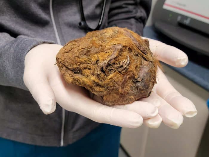 A gold miner found a mysterious grapefruit-sized fur ball. It turned out to be a 'perfectly preserved' 30,000-year-old squirrel.