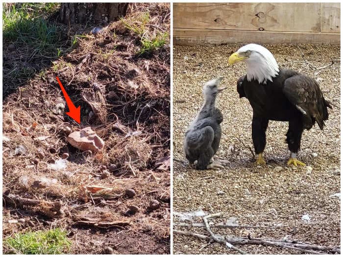 A bald eagle named Murphy went viral for adopting a rock at a Missouri bird sanctuary. Now, he's a foster father to an orphaned eagle chick.