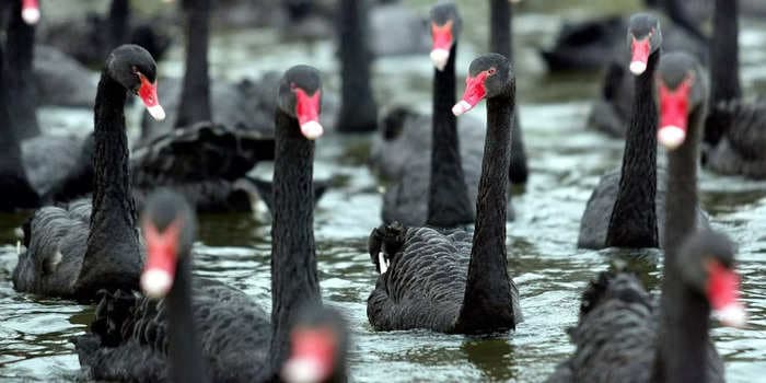 Markets are facing a black swan event with 'nowhere to hide' as the latest rally has fueled a bubble that could burst at any time, veteran technical analyst says