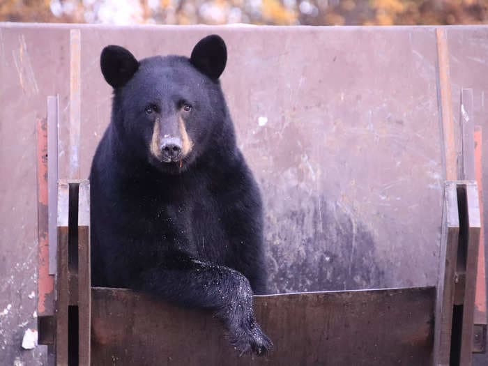A school principal and a bear both jumped and made a run for it after the animal popped out of a dumpster and the 2 were face-to-face