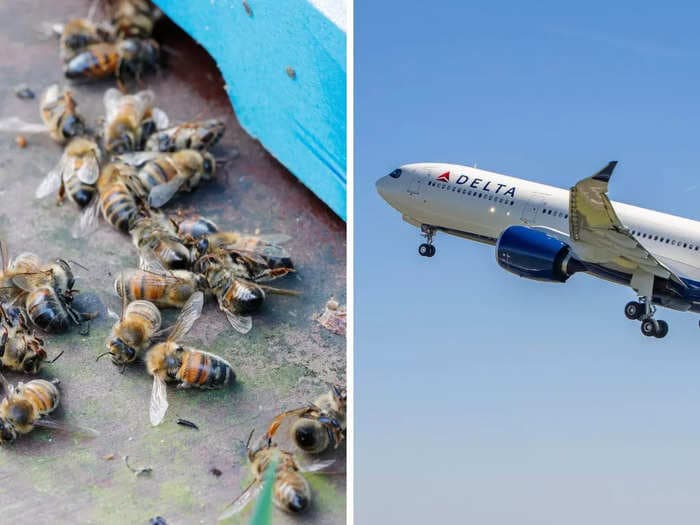 Bees on a plane! A swarm of bees piled onto the wing of an airplane, delaying a Delta flight for 3 hours.