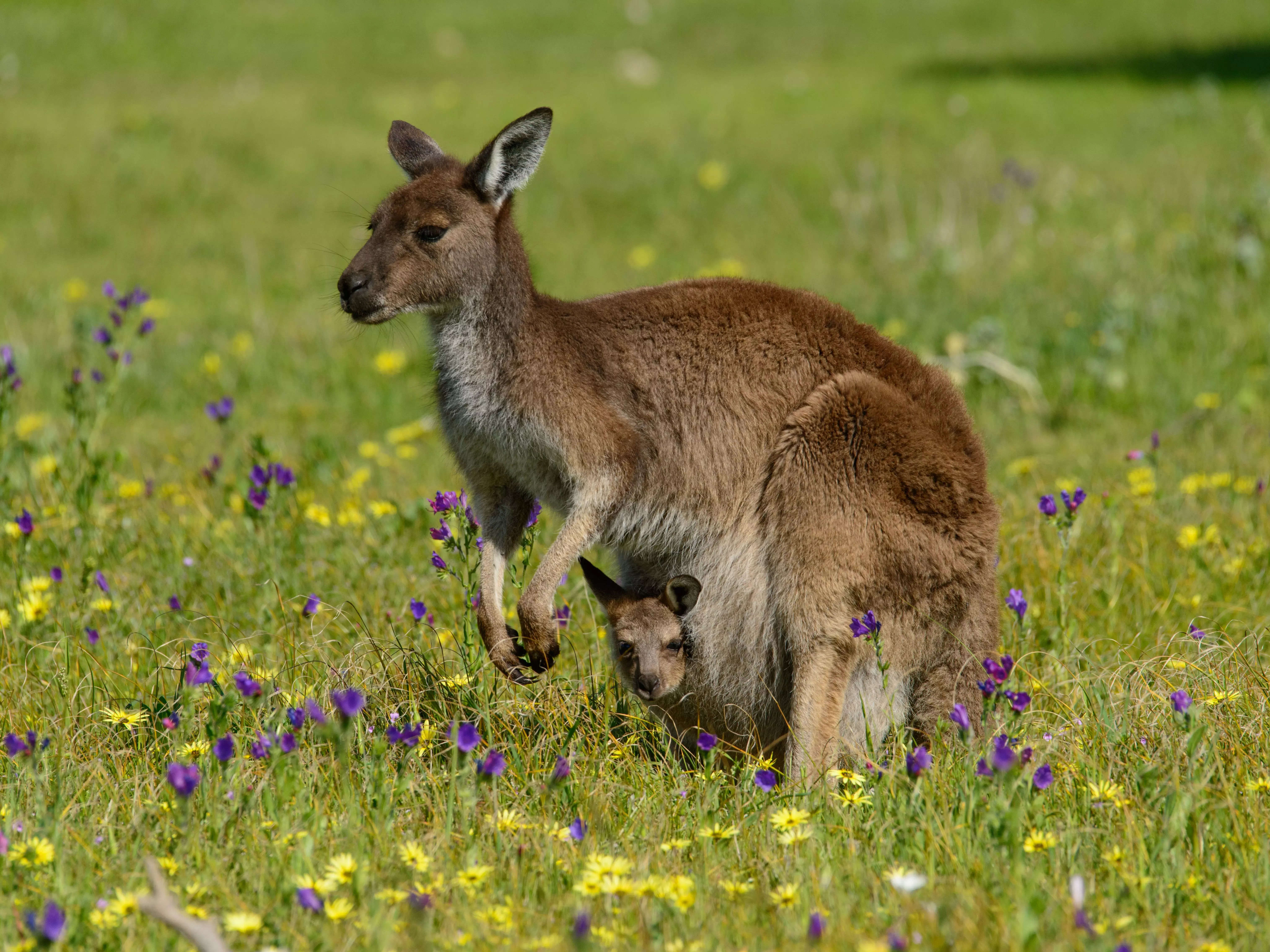 Ever seen the inside of a kangaroo pouch? Millions of people on TikTok