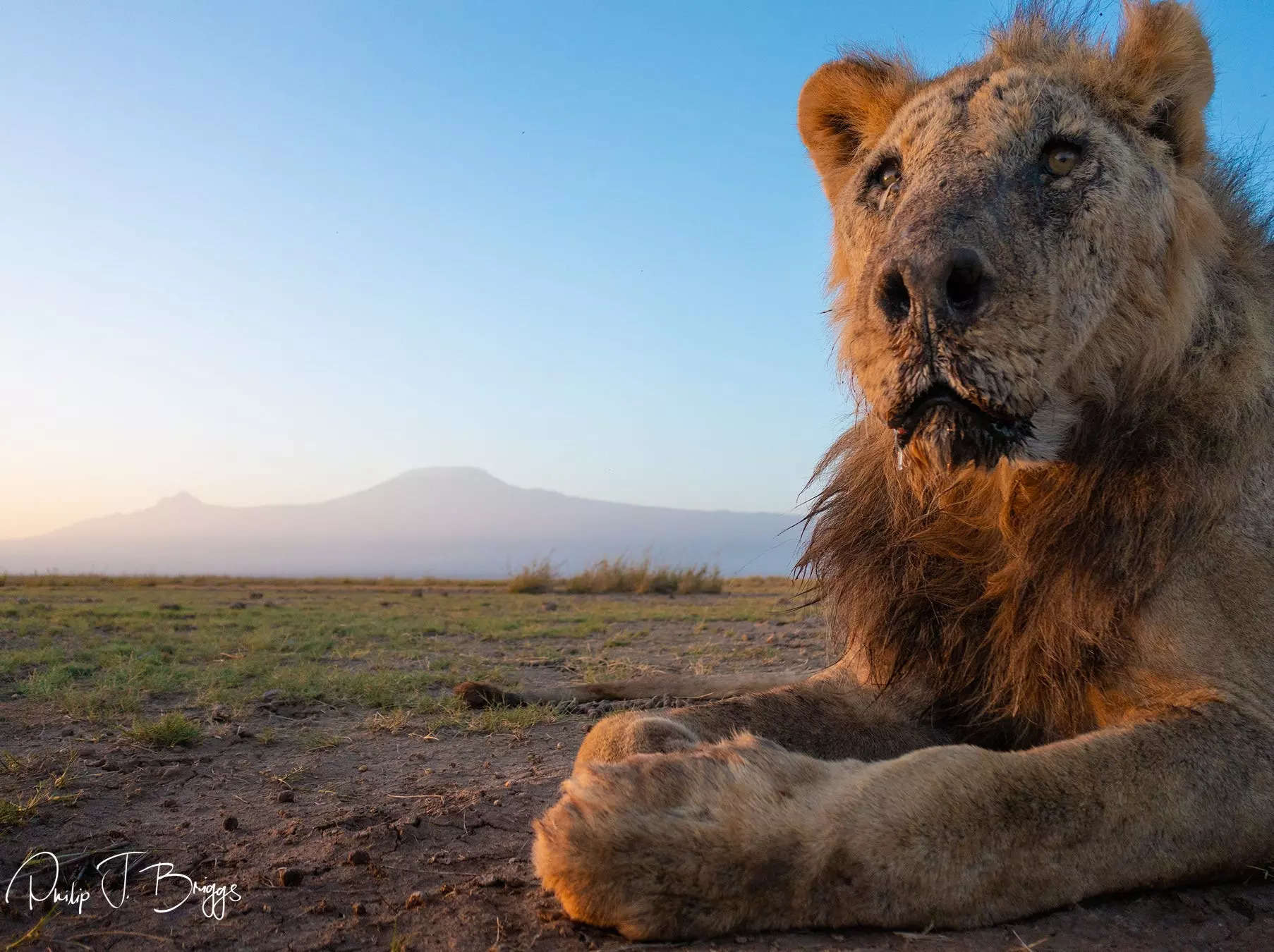 One of the oldest wild lions in Africa went hunting for an easy meal