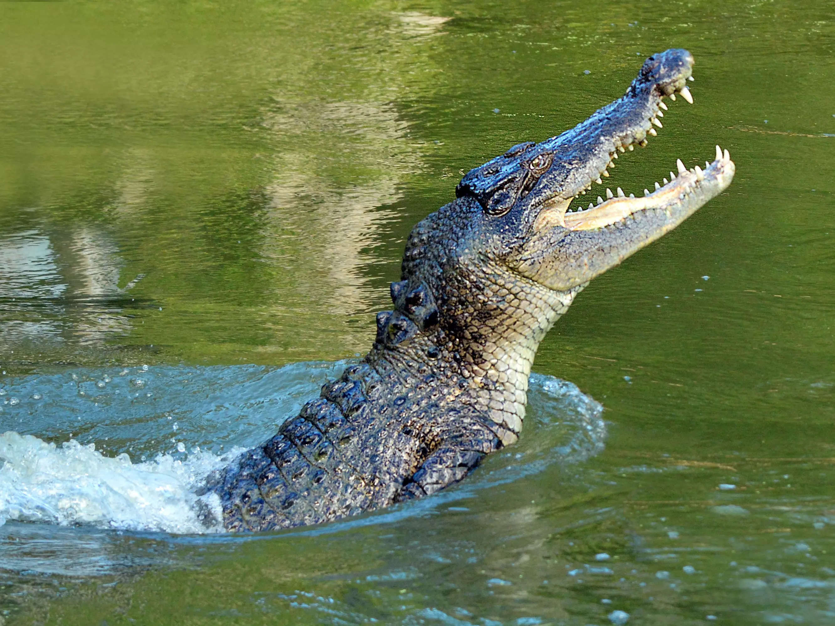 A man narrowly escaped death by prying a crocodile's jaws off his head ...