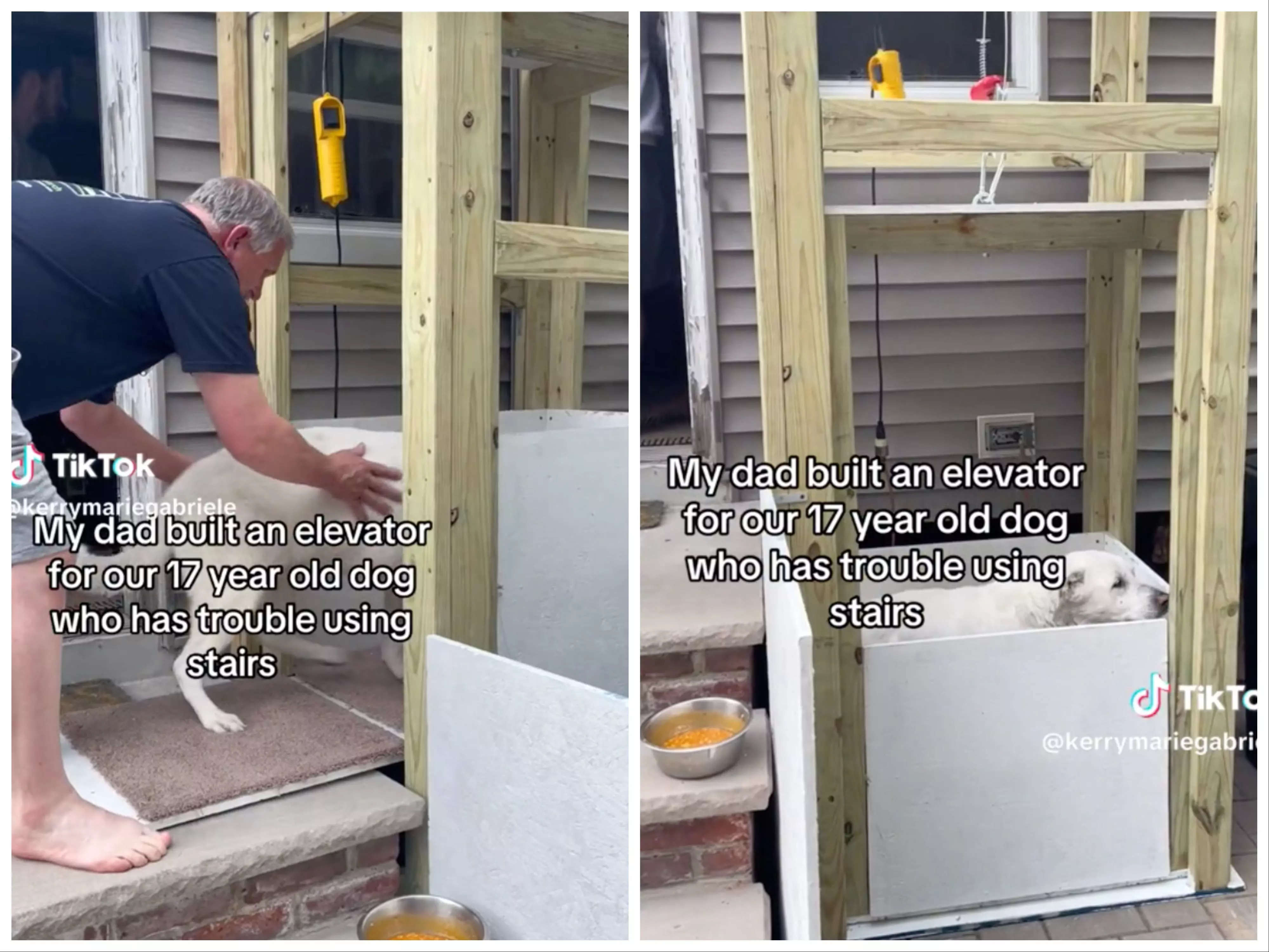 A Dad Built An Elevator For His 17-year-old Dog Who Struggles To Use ...