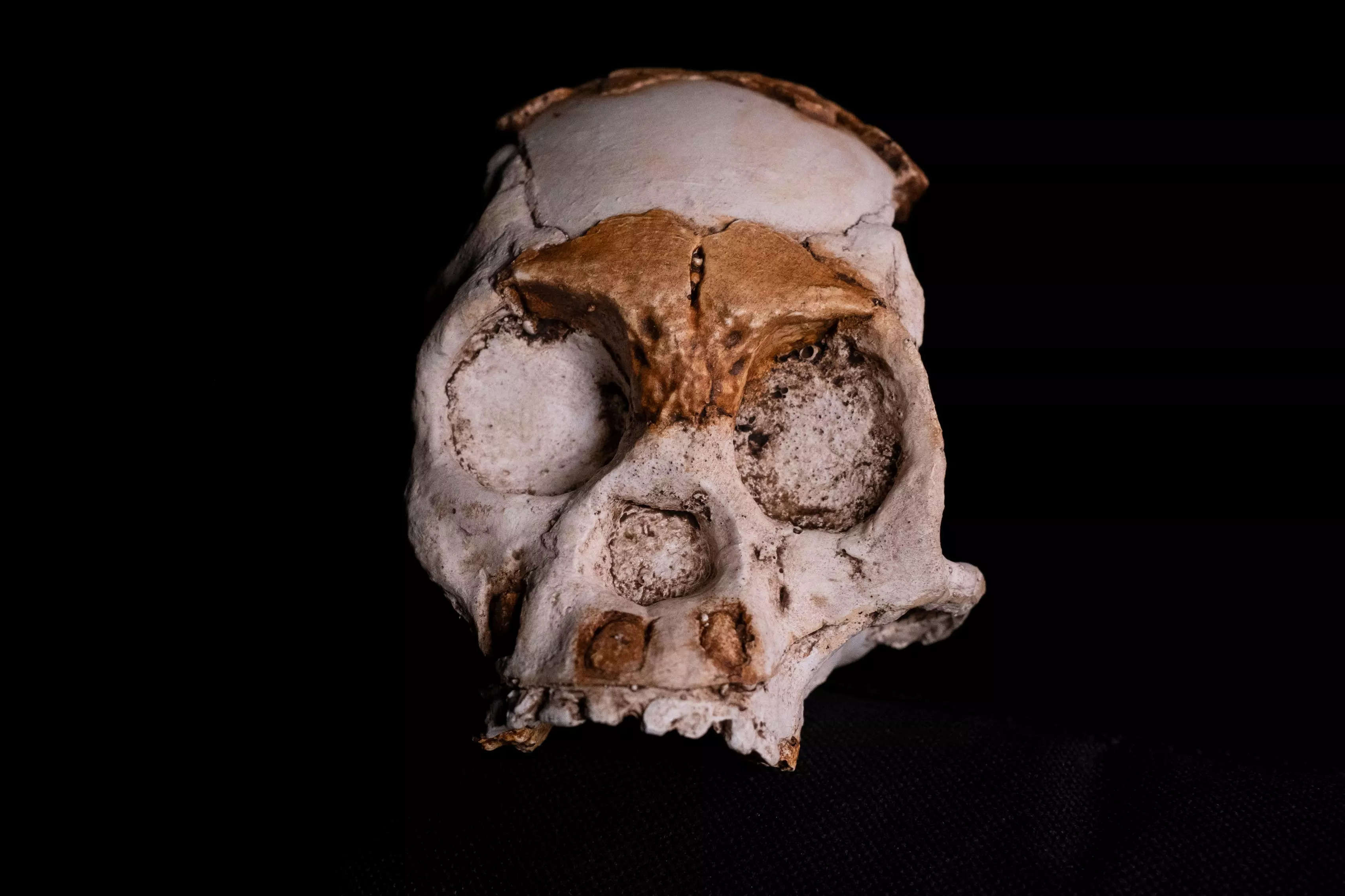 Homo naledi Walked Earth More Recently than Thought