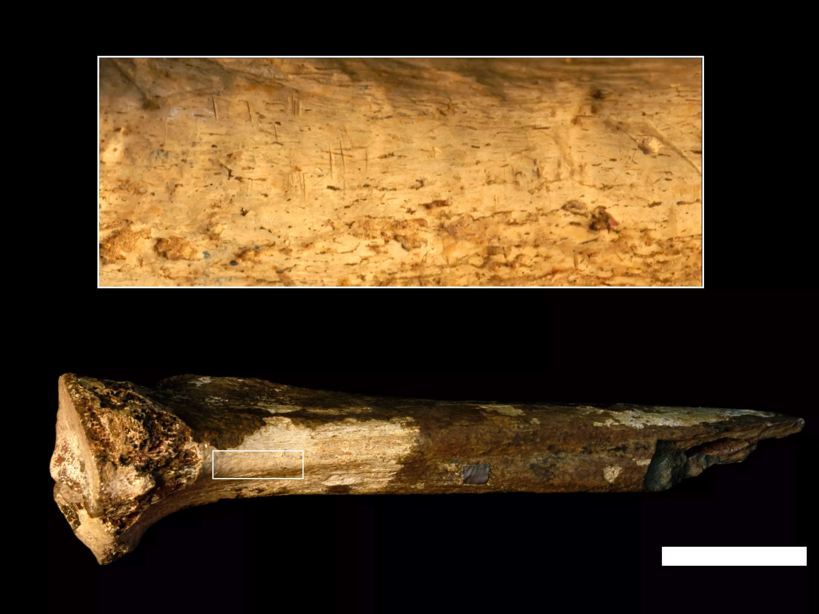 Butchery Marks On A Fossilized Bone Suggest Human Ancestors Ate Each ...