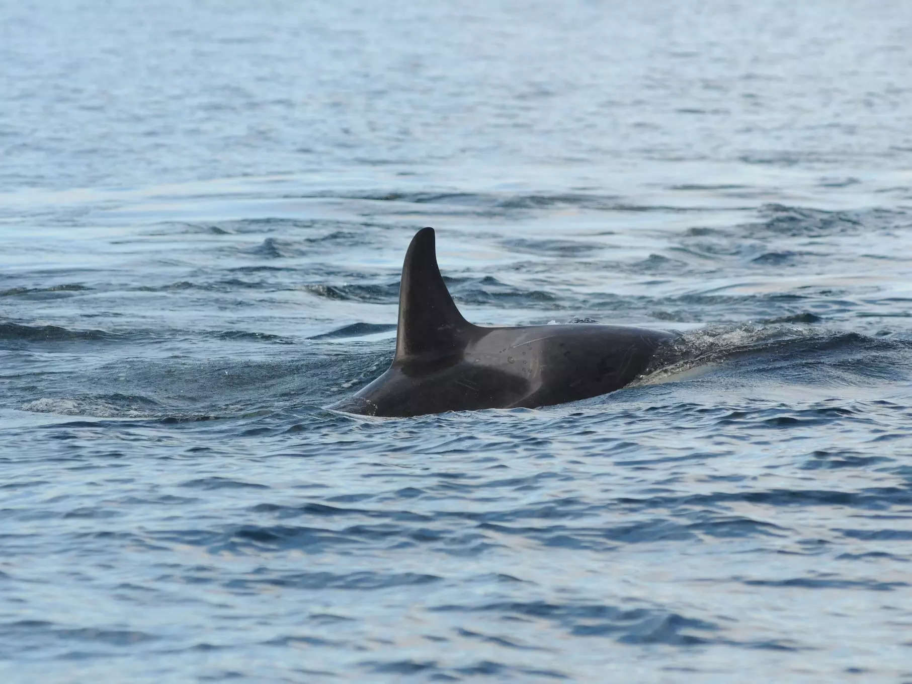 Virtually Every Orca In An Endangered North American Group Is Suffering ...