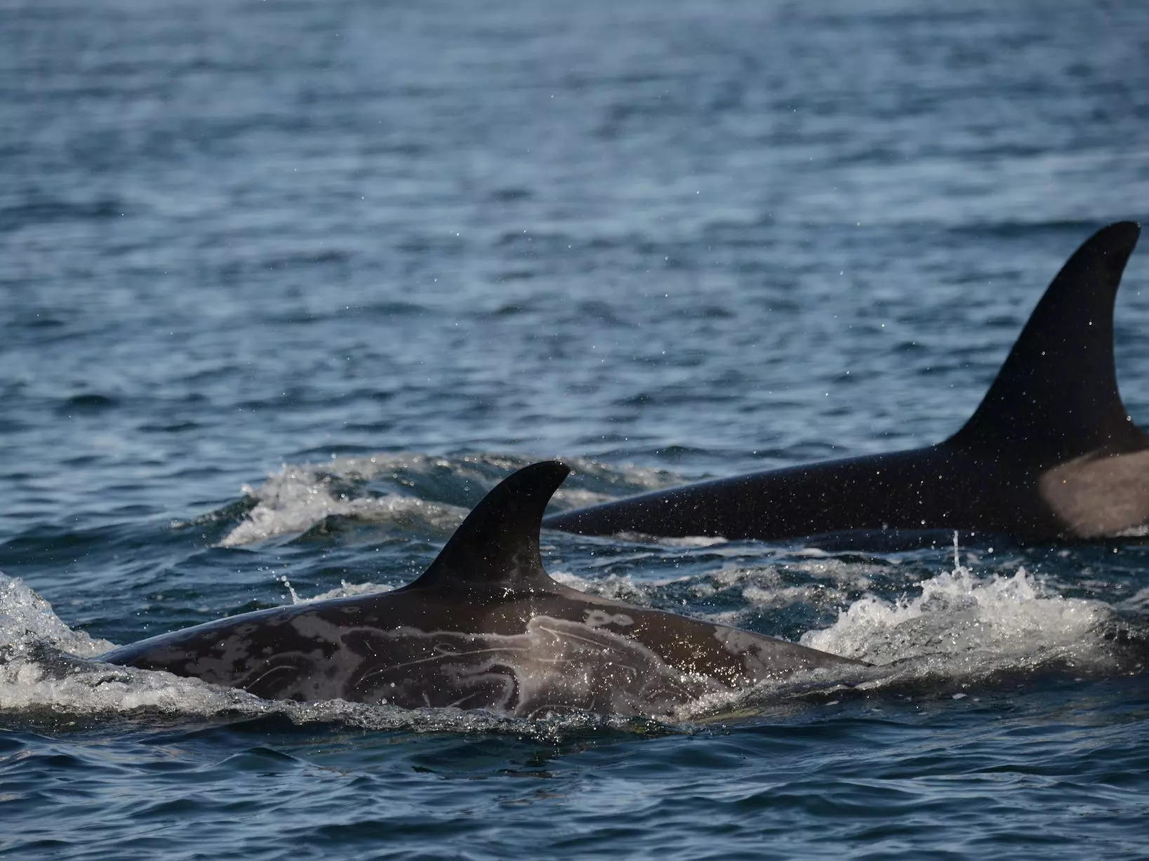 Virtually every orca in an endangered North American group is suffering ...