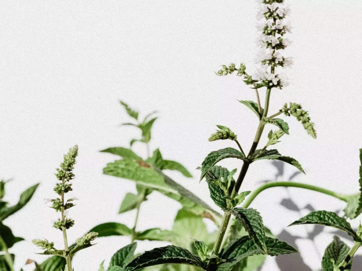 How to grow Mint at home | Business Insider India