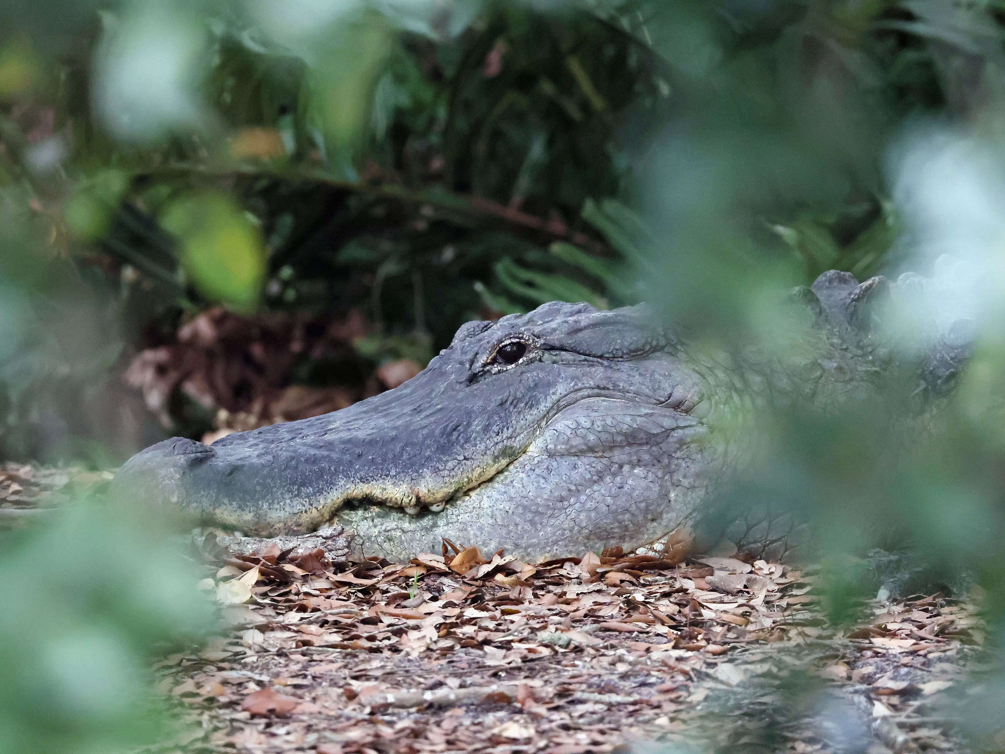 A 920 Pound Florida Alligator Was Caught After A 4 Hour Fight With Hunters Business Insider India