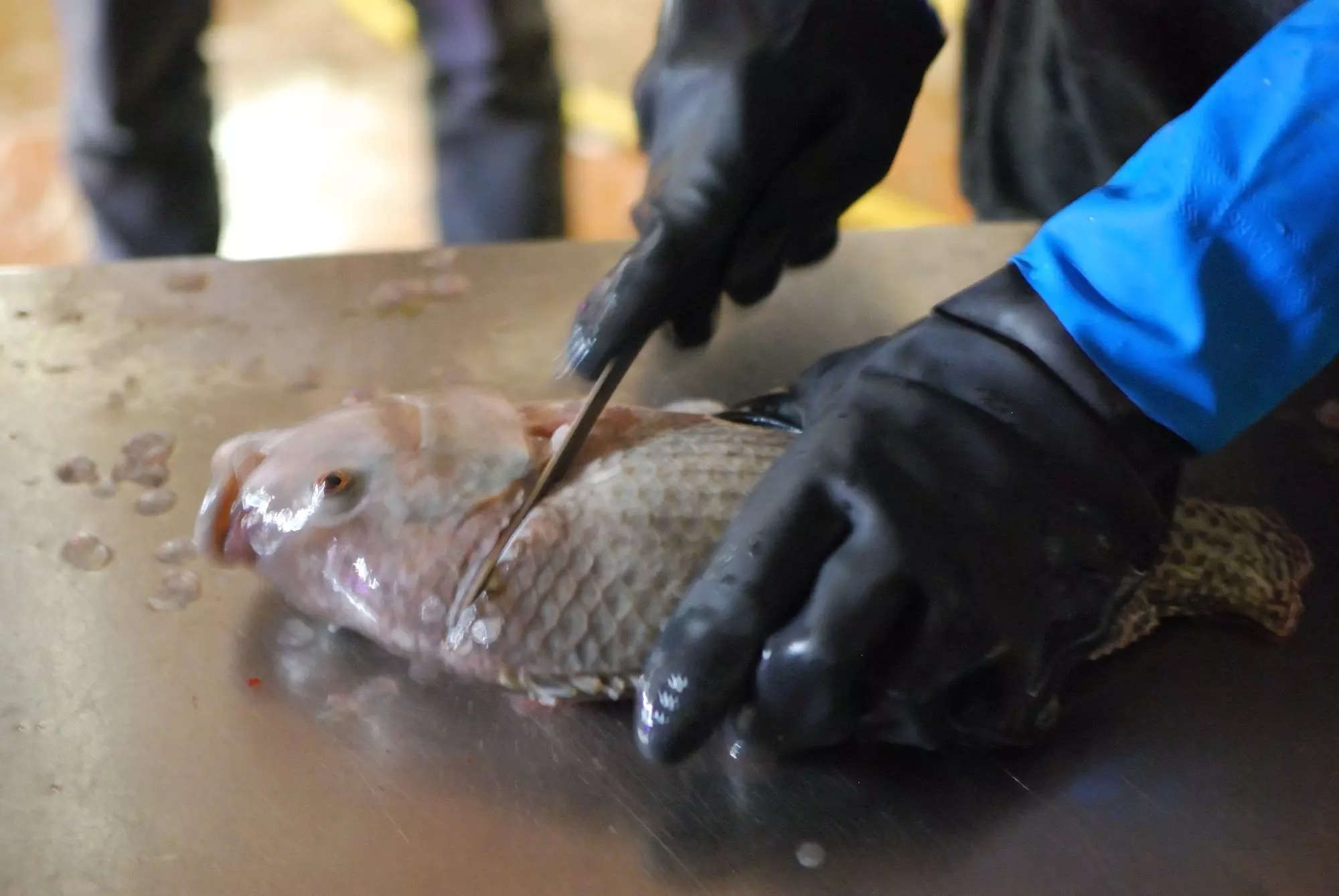  mother limbs infection tilapia