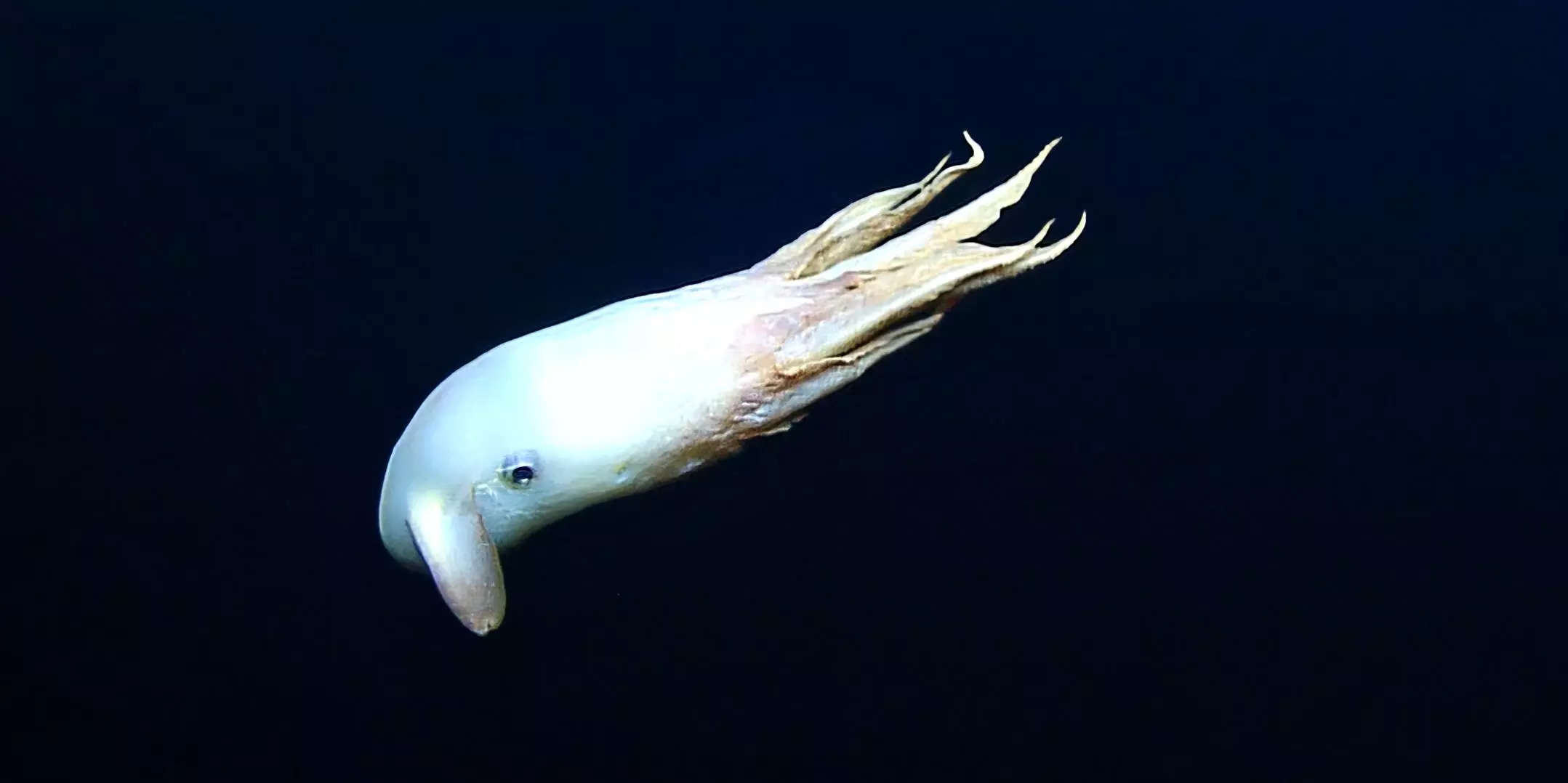 Rare footage shows a 'Dumbo' octopus more than 5,500 feet underwater ...