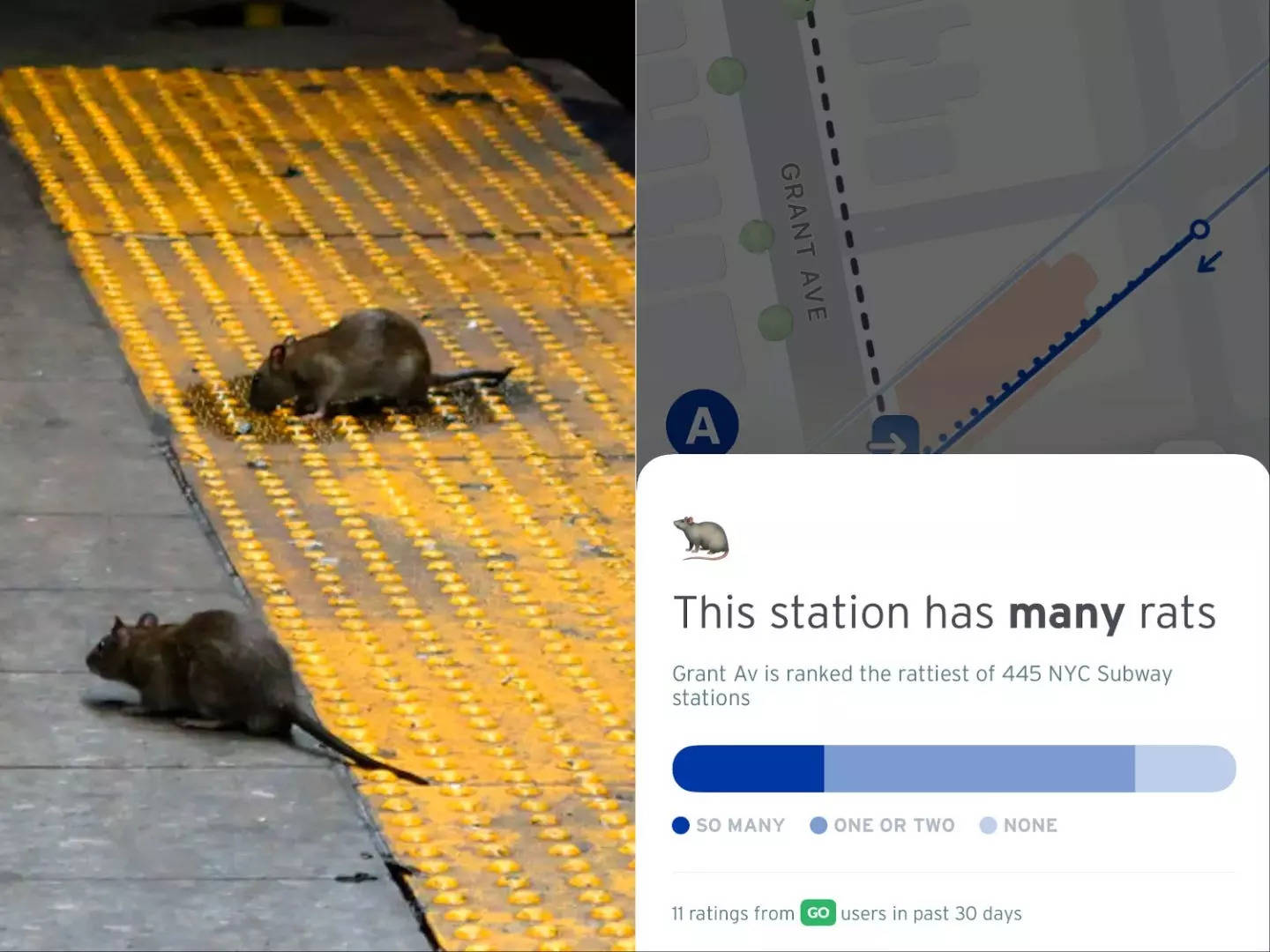 An App Is Tracking Rat Sightings At New York Subway Stations On A Scale ...