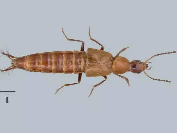 Newfound beetle has a penis like a bottle opener, is named after beer