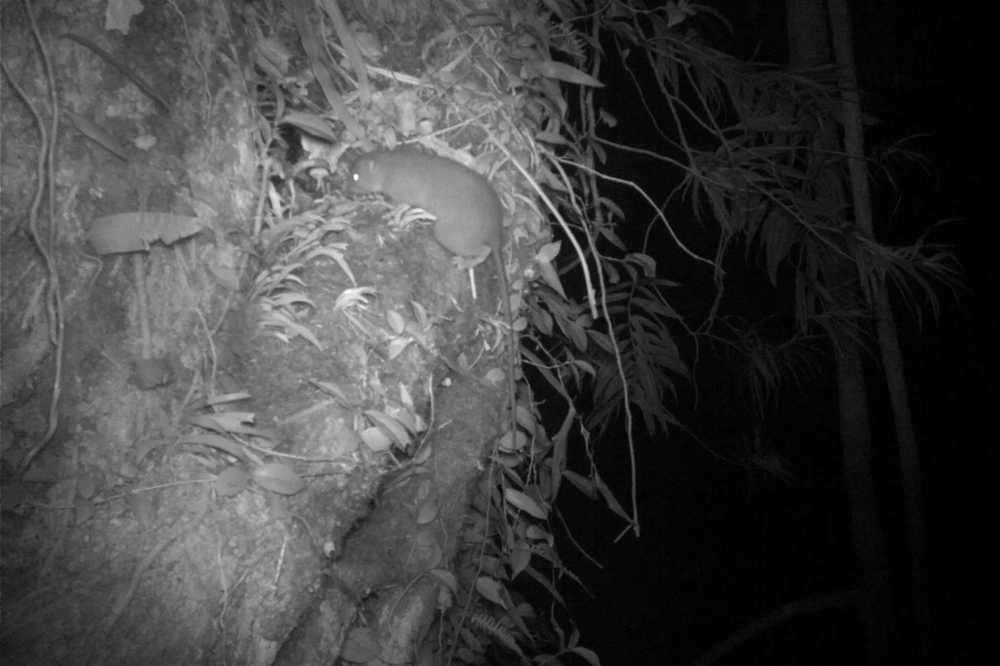 Giant guinea pig-sized rats that climb trees and chomp coconuts were ...