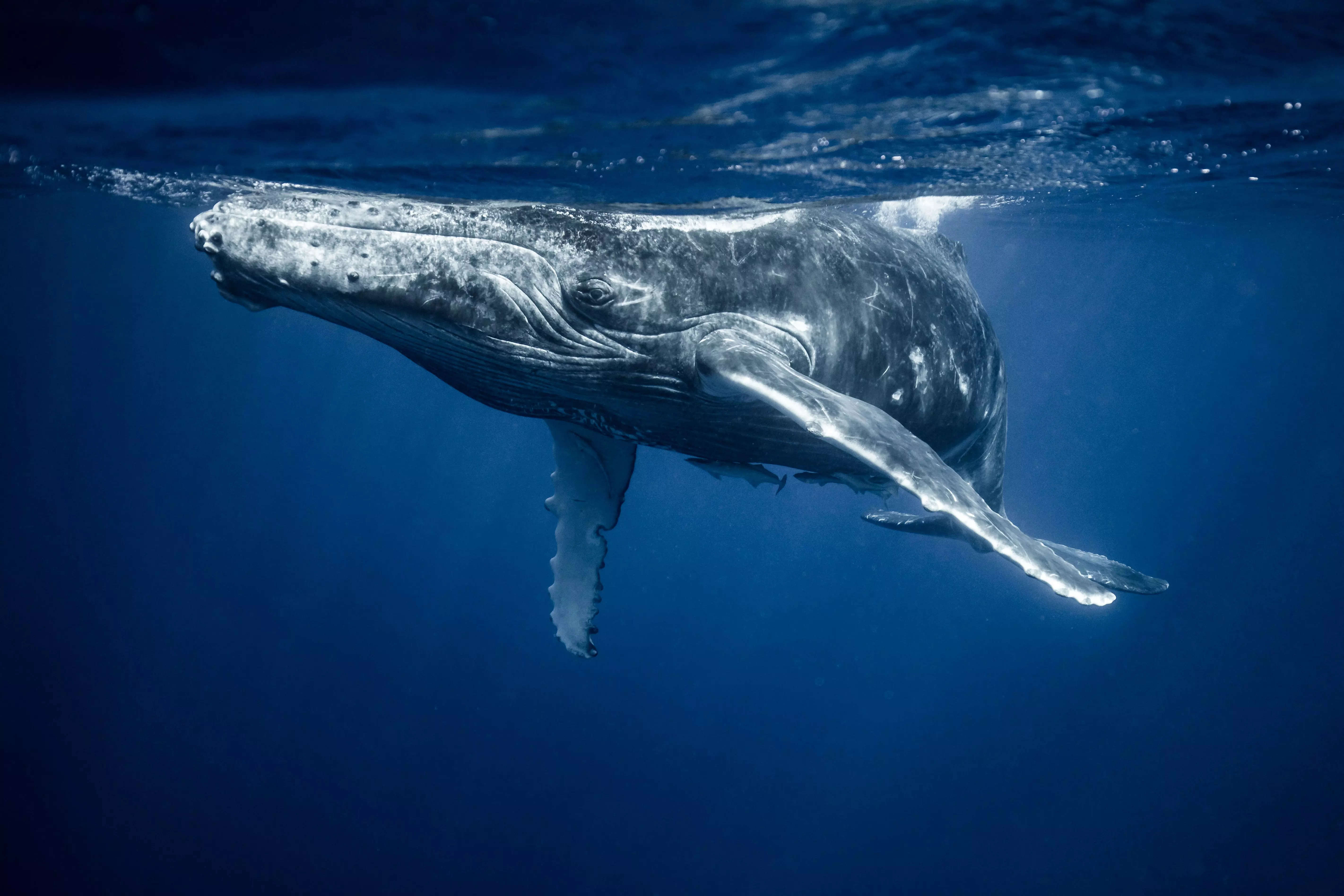 Scientists had a groundbreaking conversation with a humpback whale in ...