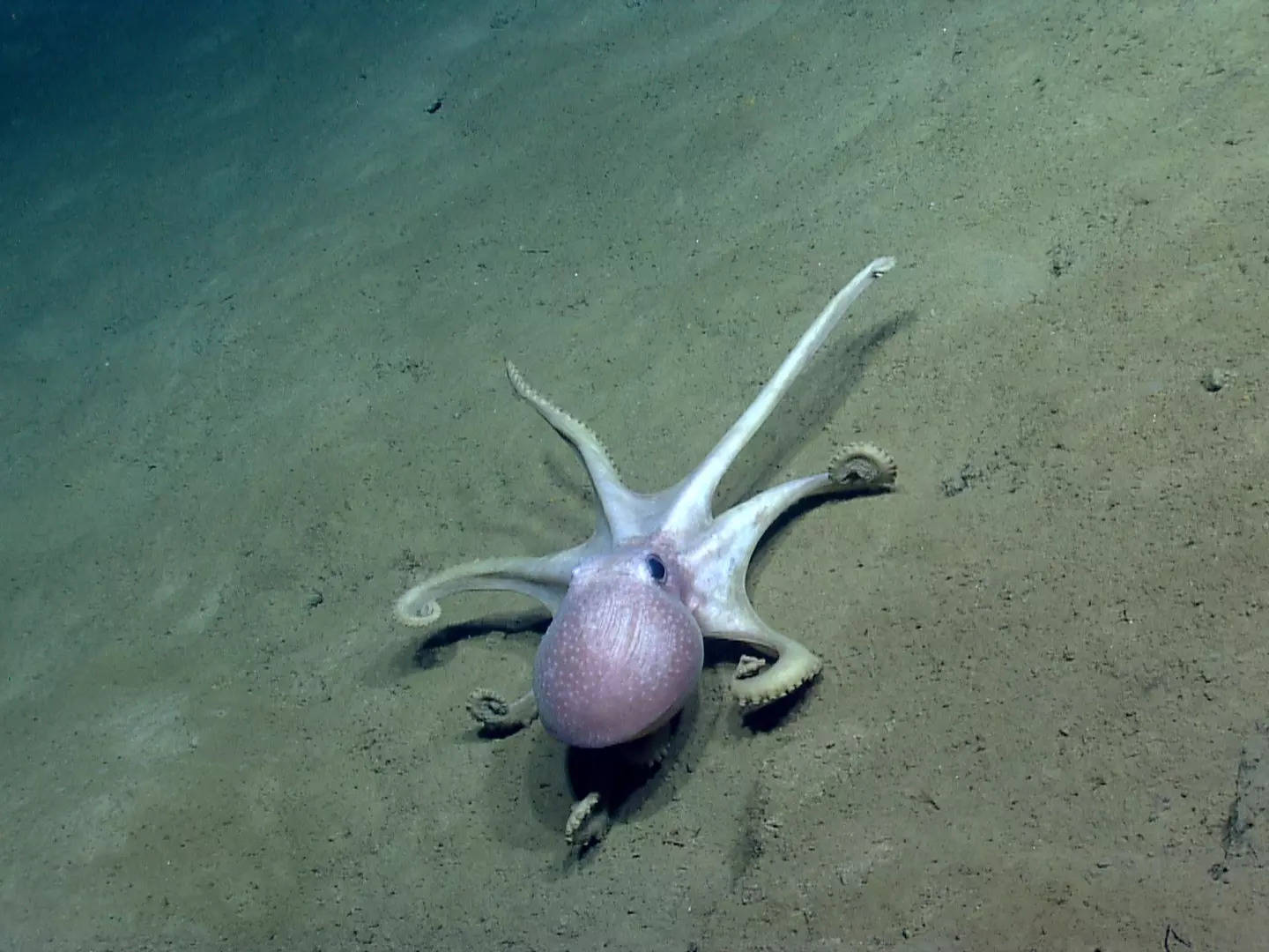 Octopus DNA gives scientists a glimpse into Antarctica's ancient past ...