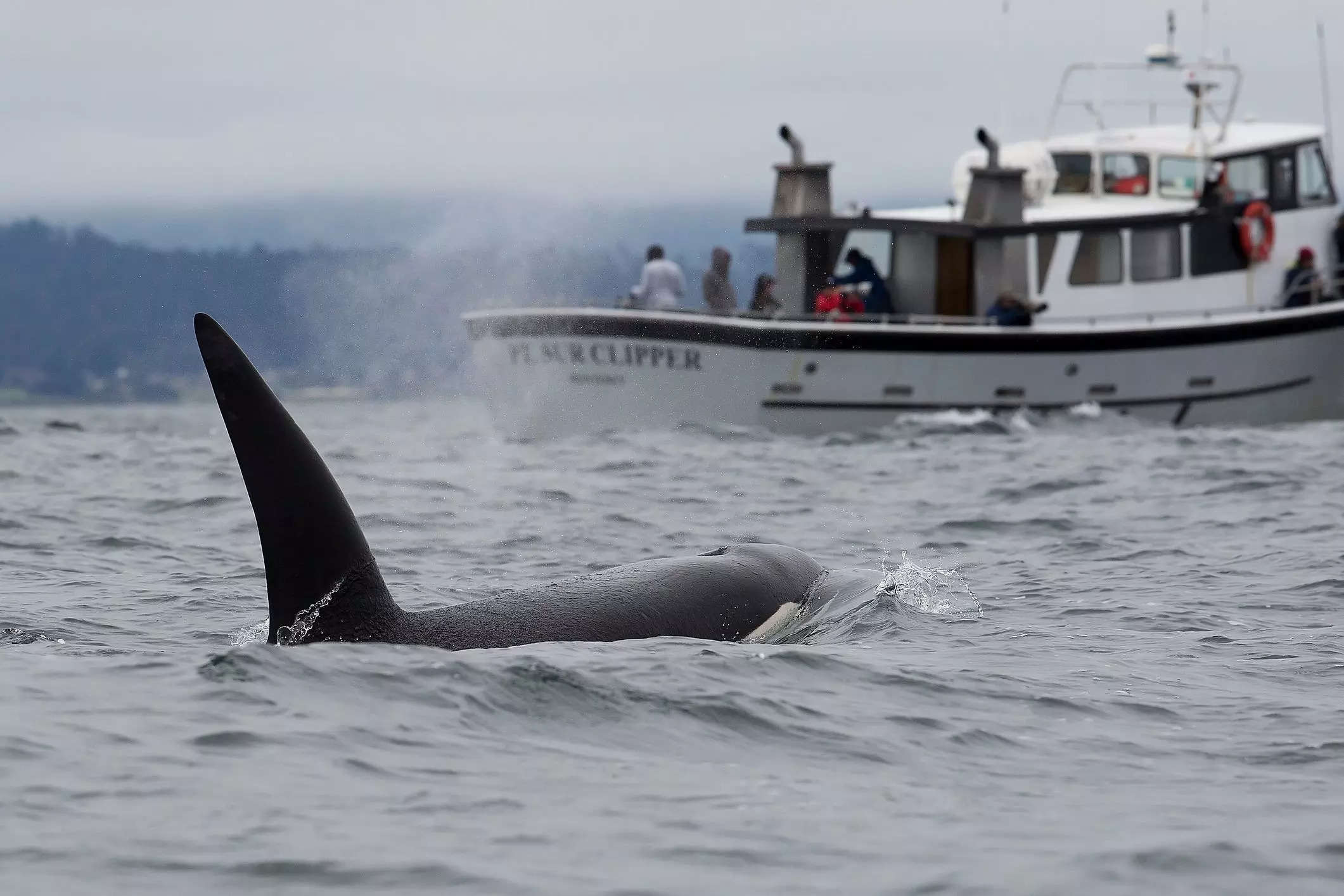 Killer whale doctors use dart guns, drones, and dogs to treat their ...