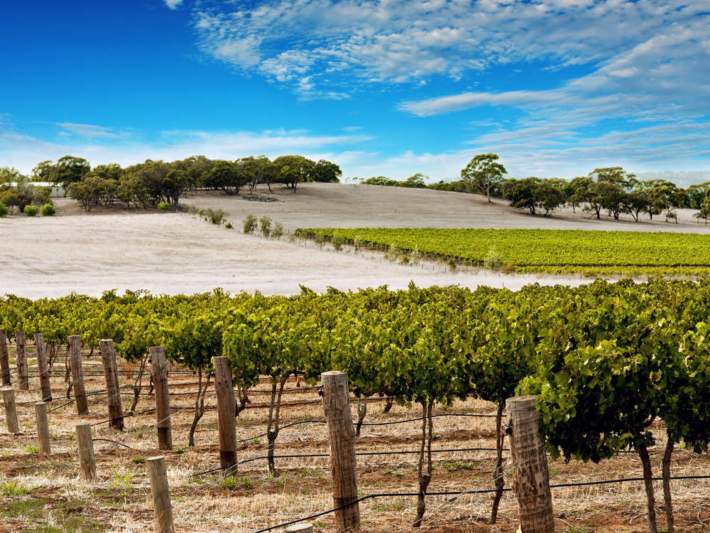 Go wine tasting in the Barossa Valley outside of Adelaide. | Business ...