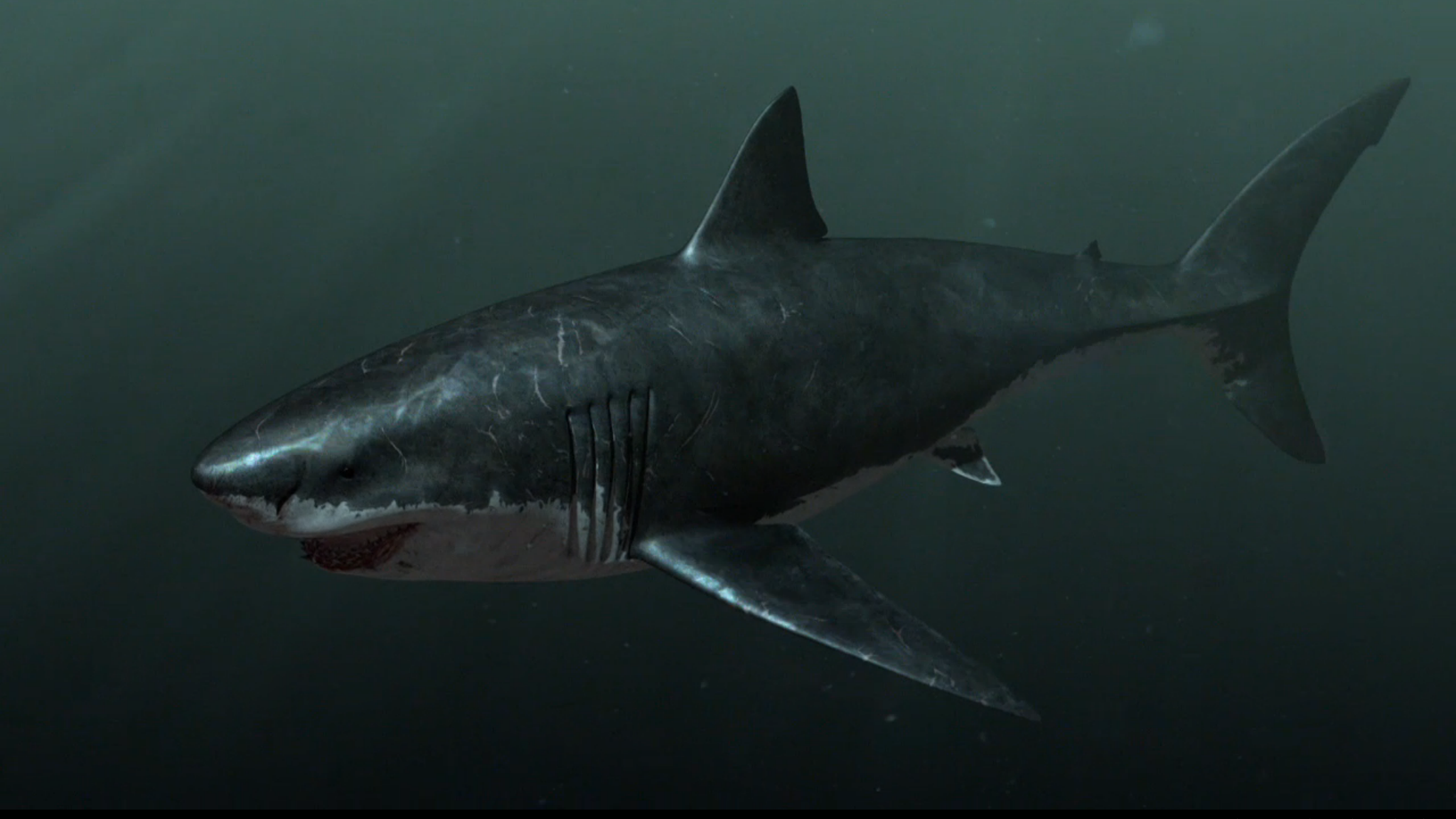 How The 60-Foot-Long Ancient Shark, Megalodon, Ripped Apart Giant Whales
