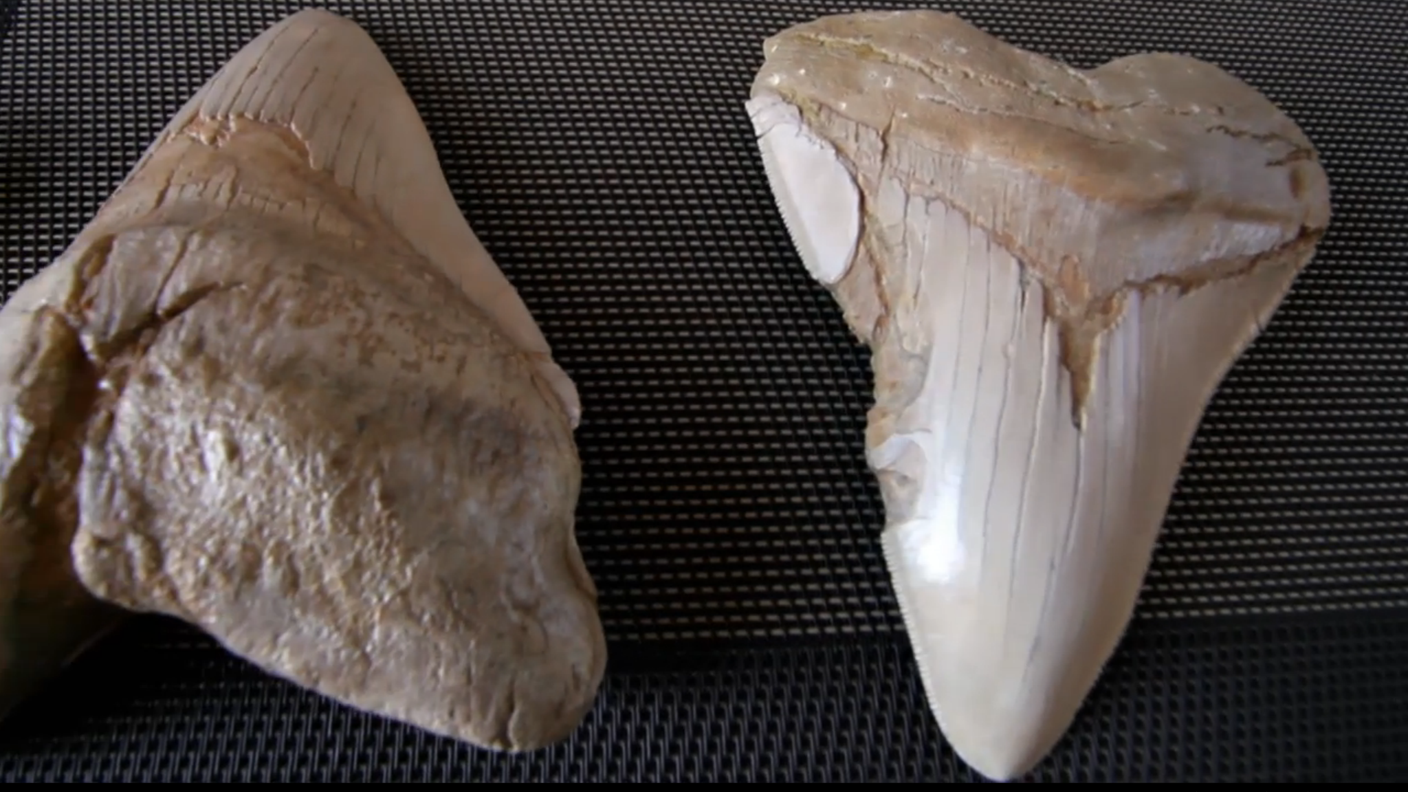 IL MEGALODONTE - CARCHARODON MEGALODON - YouTube