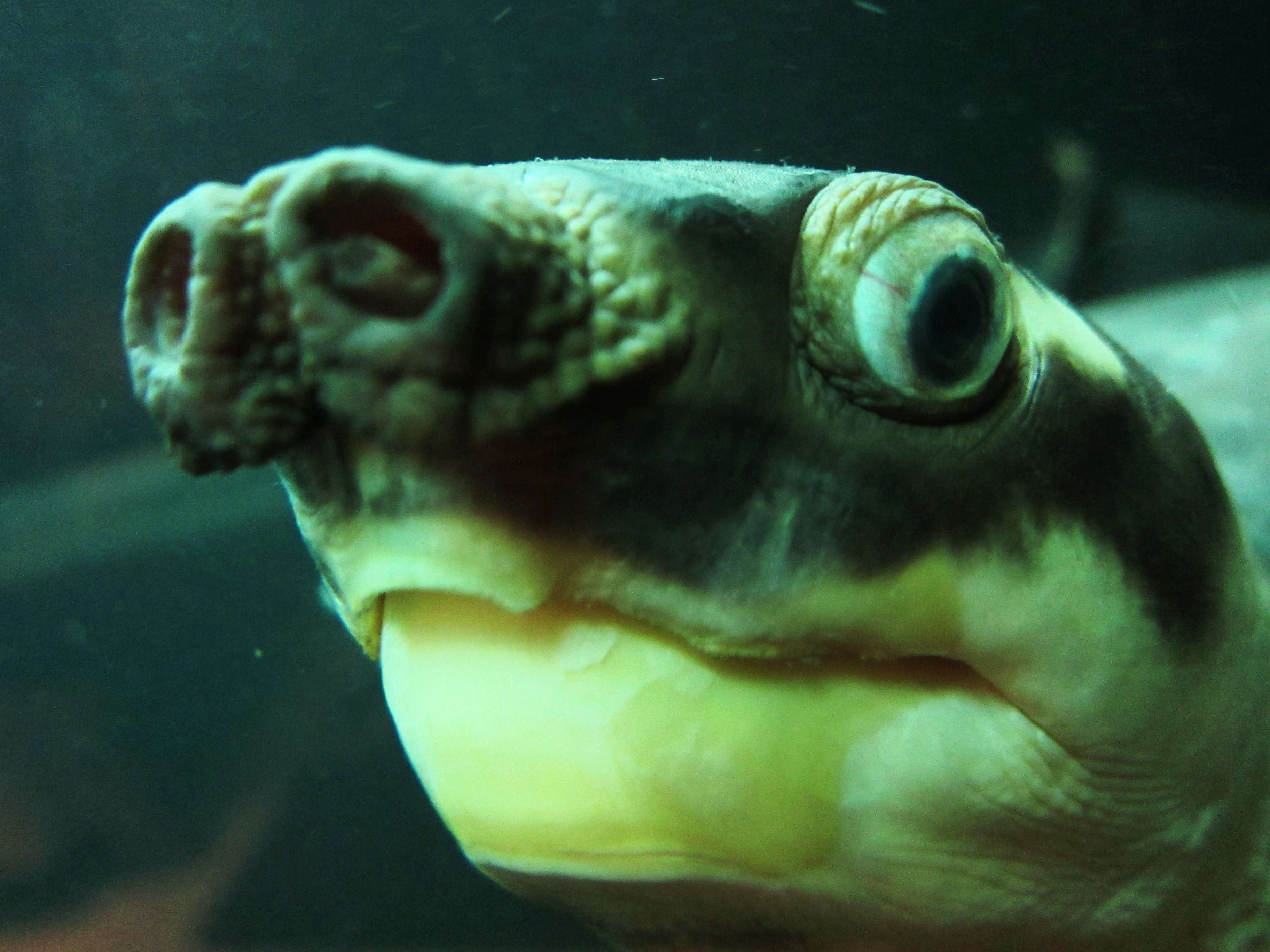 The long nose on the pig-nosed turtle is used as a snorkel so it can ...