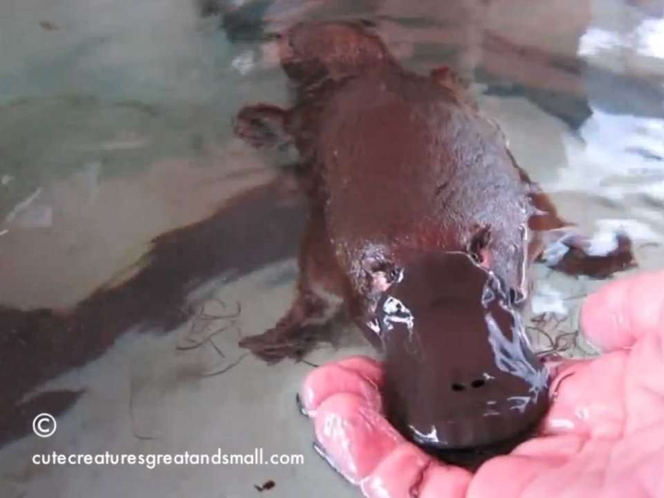 This Video Of A Platypus Getting Tickled Is Sweeping The Internet ...