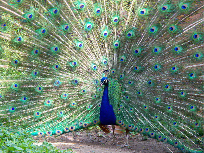 these-are-the-top-5-must-visit-bird-sanctuaries-in-india-business