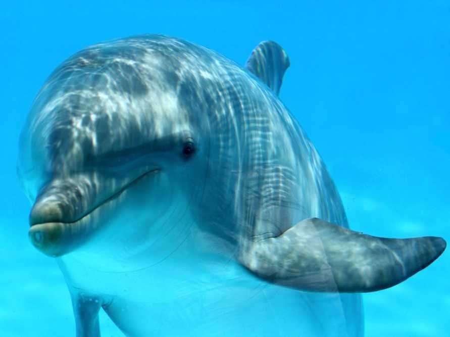 How Dolphins See The World Compared To Humans | Business Insider India