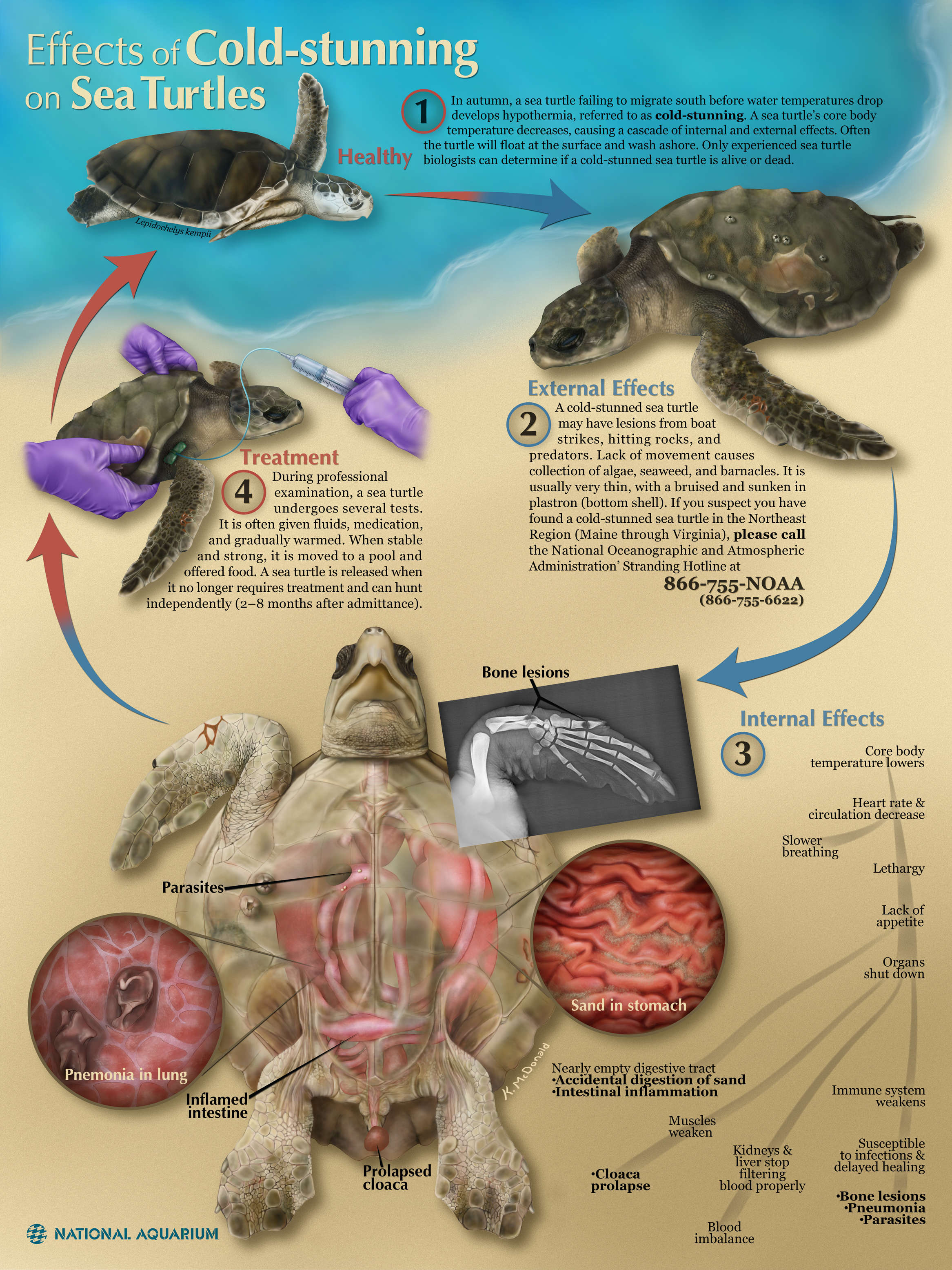 this-poster-explains-what-happens-to-sea-turtles-when-they-are-cold