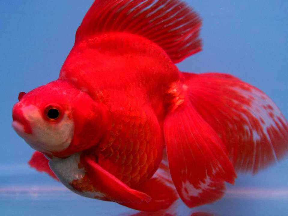 remote control goldfish