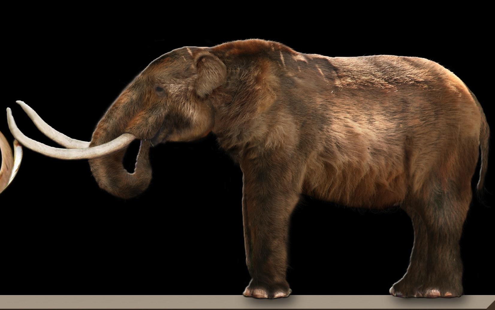 Мастодонт значение. Мамонт мастодонт и слон. Семейство мастодонты (Mammutidae). Овернский мастодонт. Предок слона мастодонт.