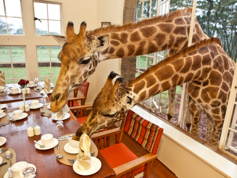 Eat Breakfast With Giraffes At This Incredible African Hotel [PHOTOS