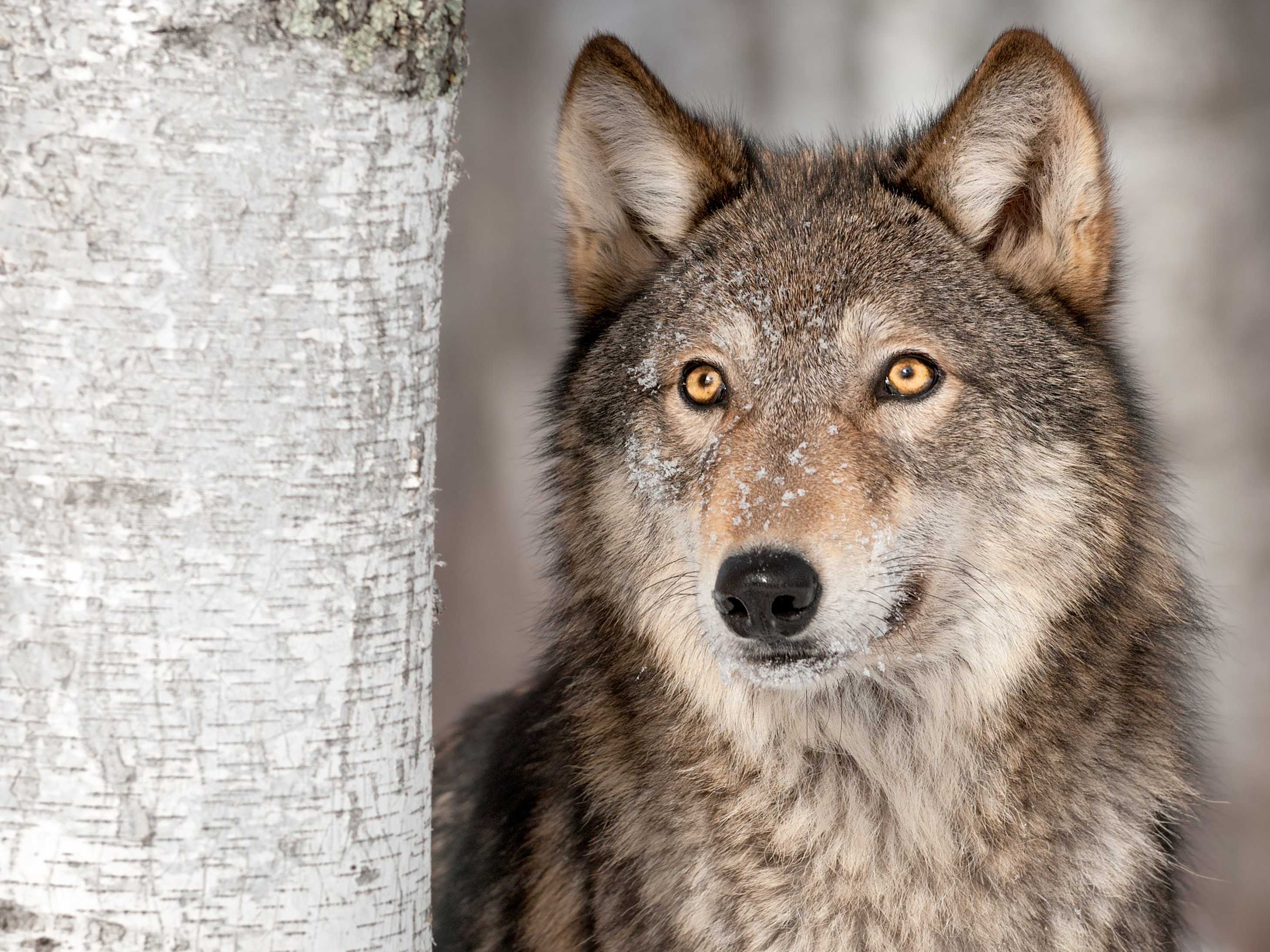 Gray wolves travel in packs, typically with a mated pair and their