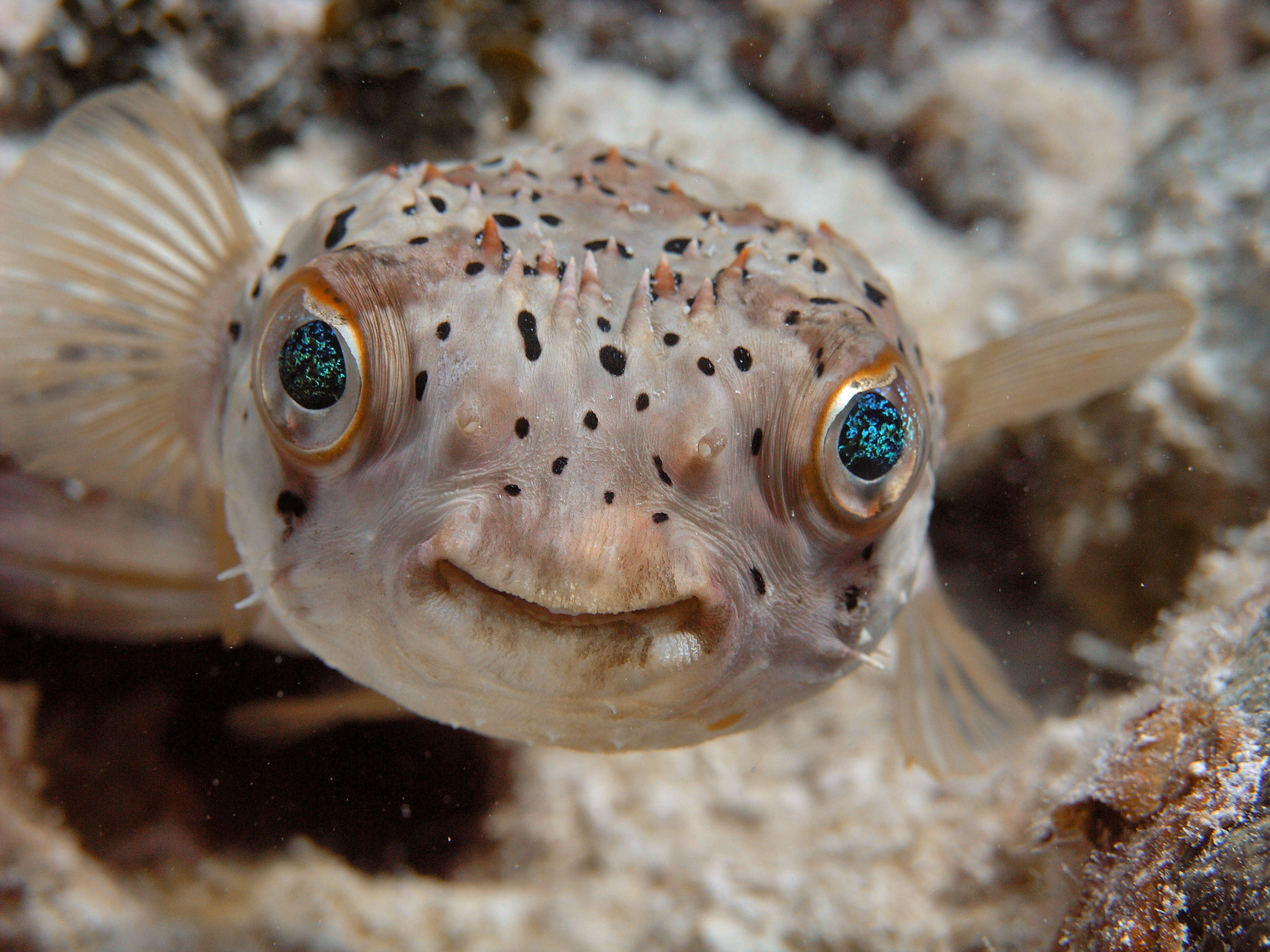 balloonfish-can-be-found-worldwide-in-tropical-waters-from-the-west