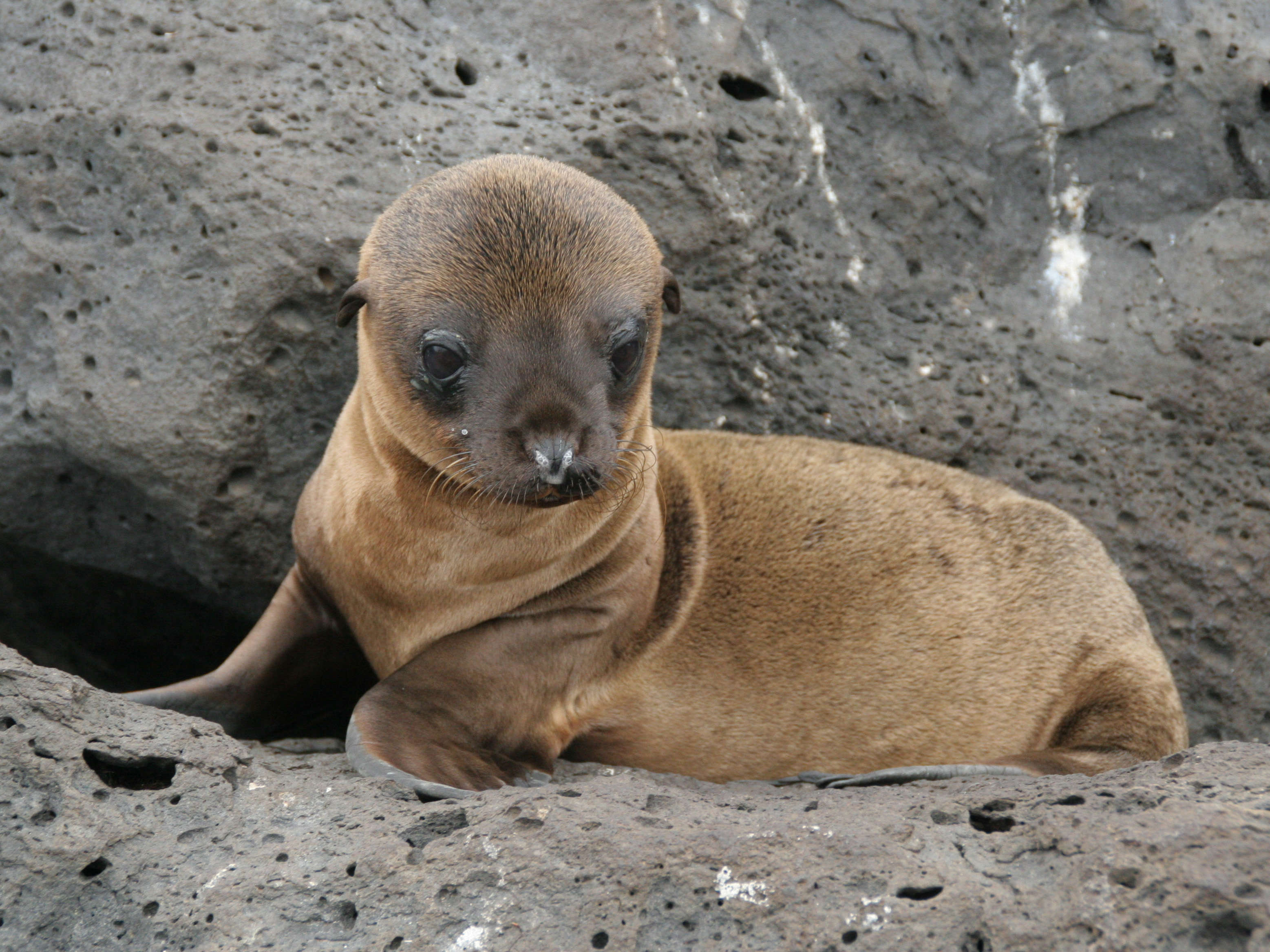 Sea lions are intelligent and highly trainable, and were even taught by