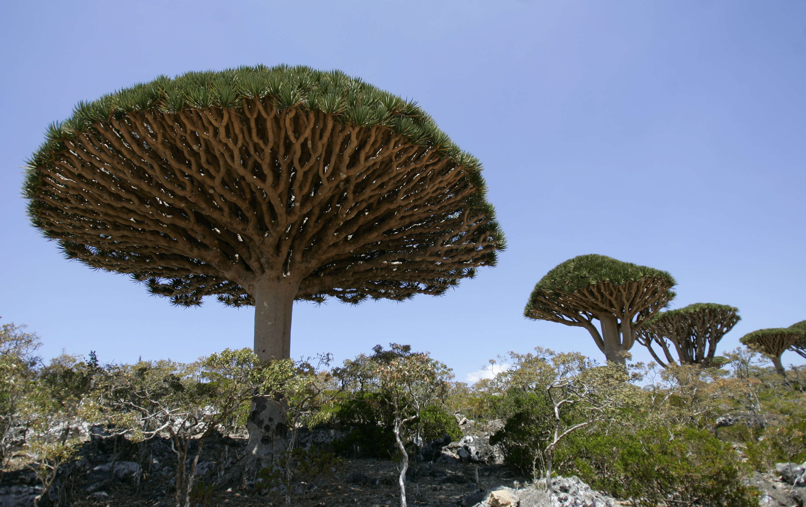 3 уникальных растения. Сокотра остров. Дерево-гриб острова Сокотра. Сокотра Драконово дерево.