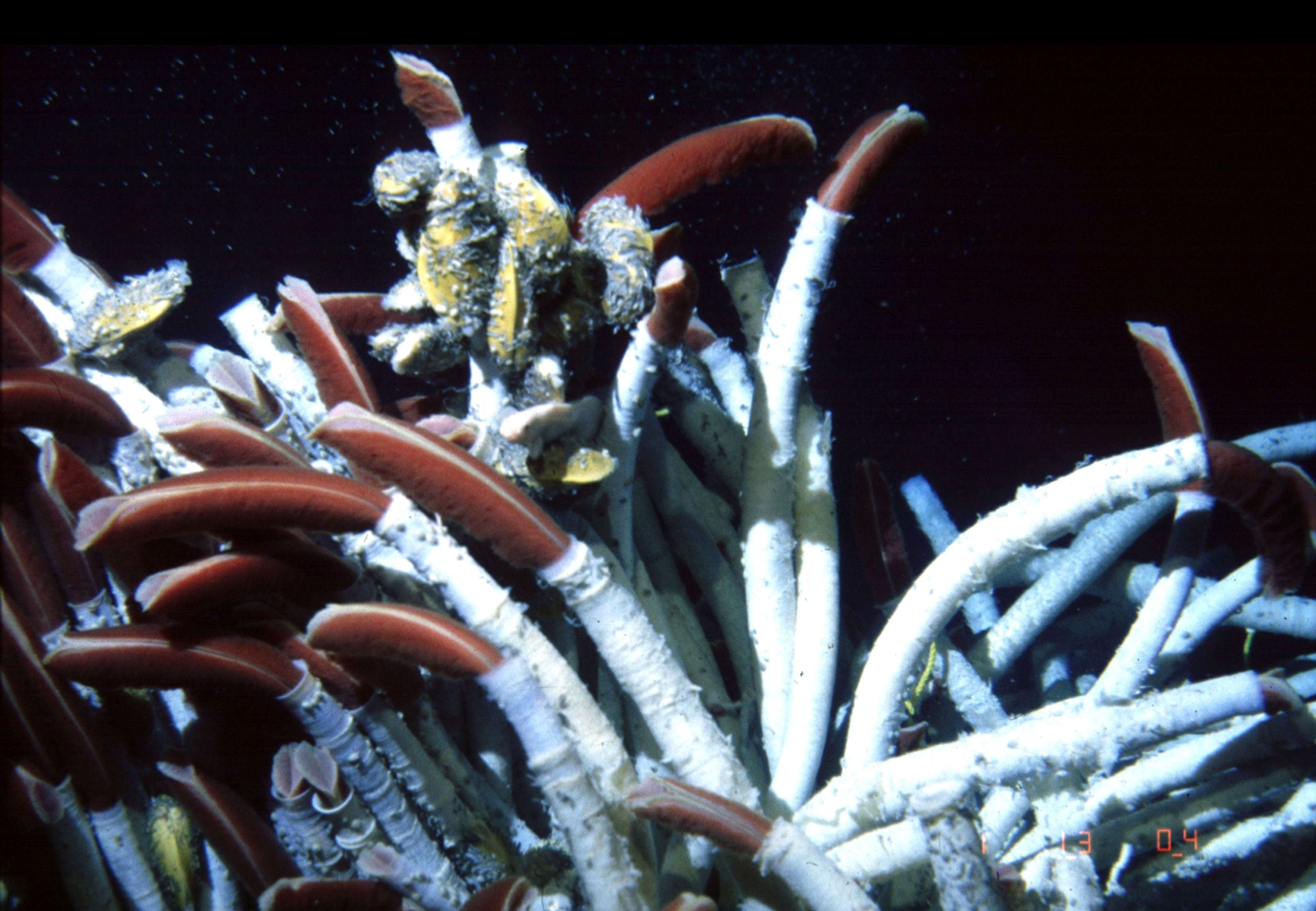 Giant tubeworms are found in the ocean's most inhospitable spots. They