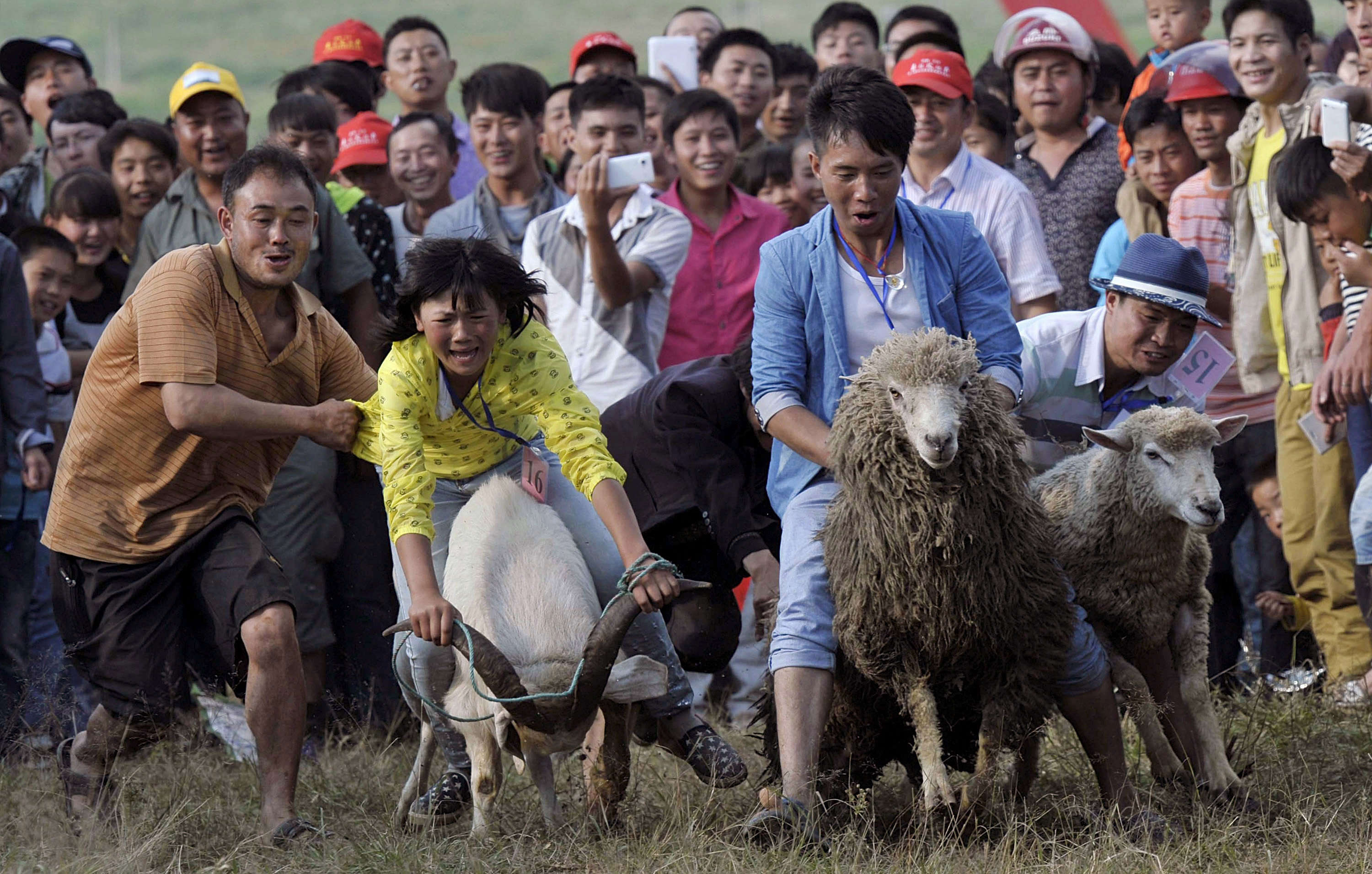 Лучшее фото 2014 год. Riding Goat.