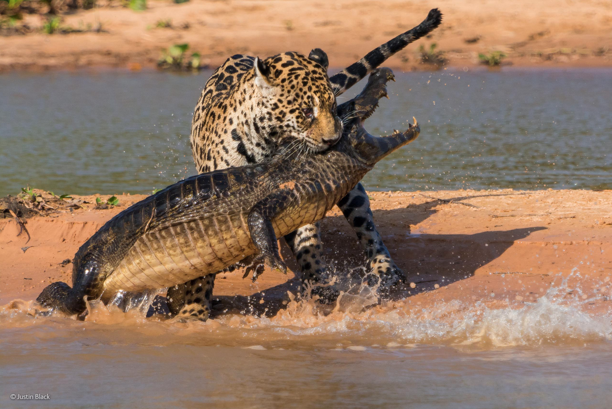 This photo, titled "Apex Predators" by Justin Black, was one of the top